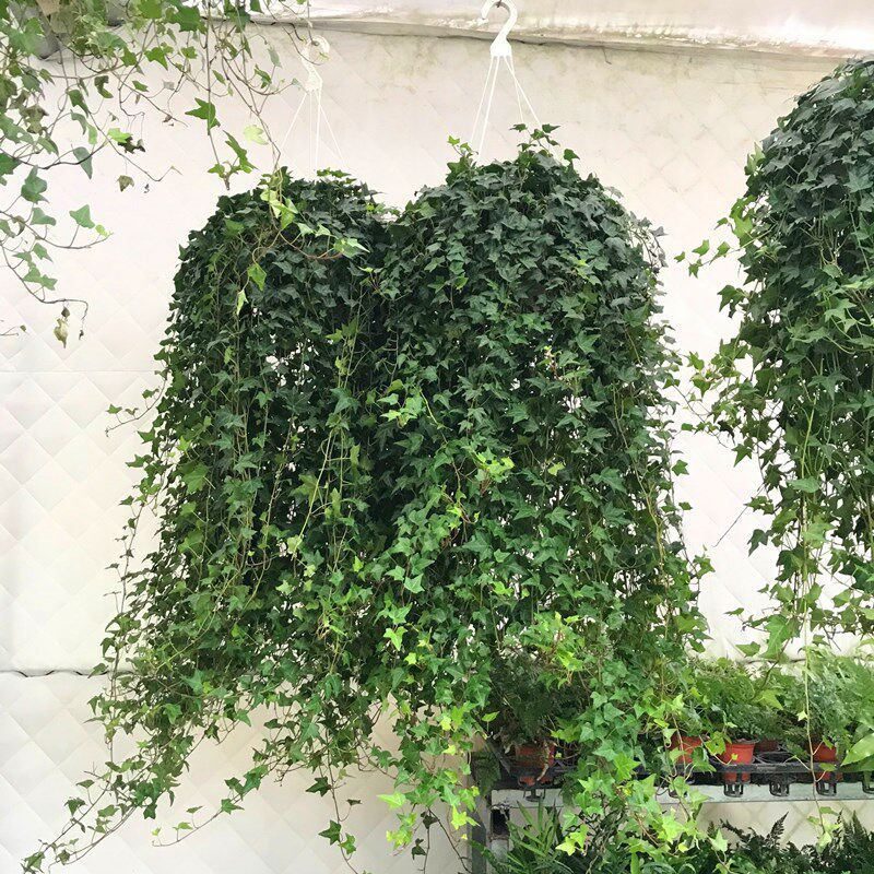 常春藤盆栽植物室内垂吊长春藤吸甲醛四季爬藤常青藤包邮_虎窝淘