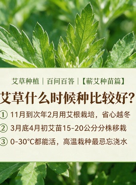 湖北蕲春蕲艾艾草艾叶种子艾根苗