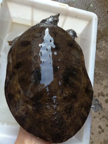 湖北湖南大水库老鳖鲜活正宗原生态自然养殖生长小土甲鱼送礼佳品 - 图2