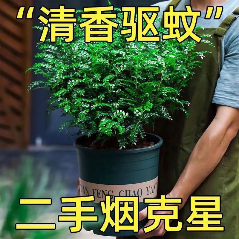 清香胡椒木老桩盆栽室内吸甲醛净化空气驱蚊一级懒人易养易活盆景