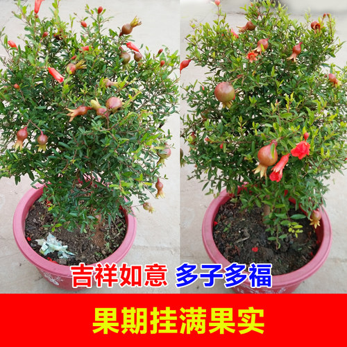 观赏花石榴盆栽盆景牡丹花石榴月季石榴开花结果室外庭院阳台花卉 - 图2