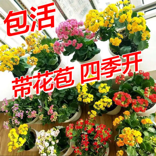 长寿花盆栽带花苞办公室内好养绿植四季开花桌面盆栽蟹爪兰虎刺梅 - 图1