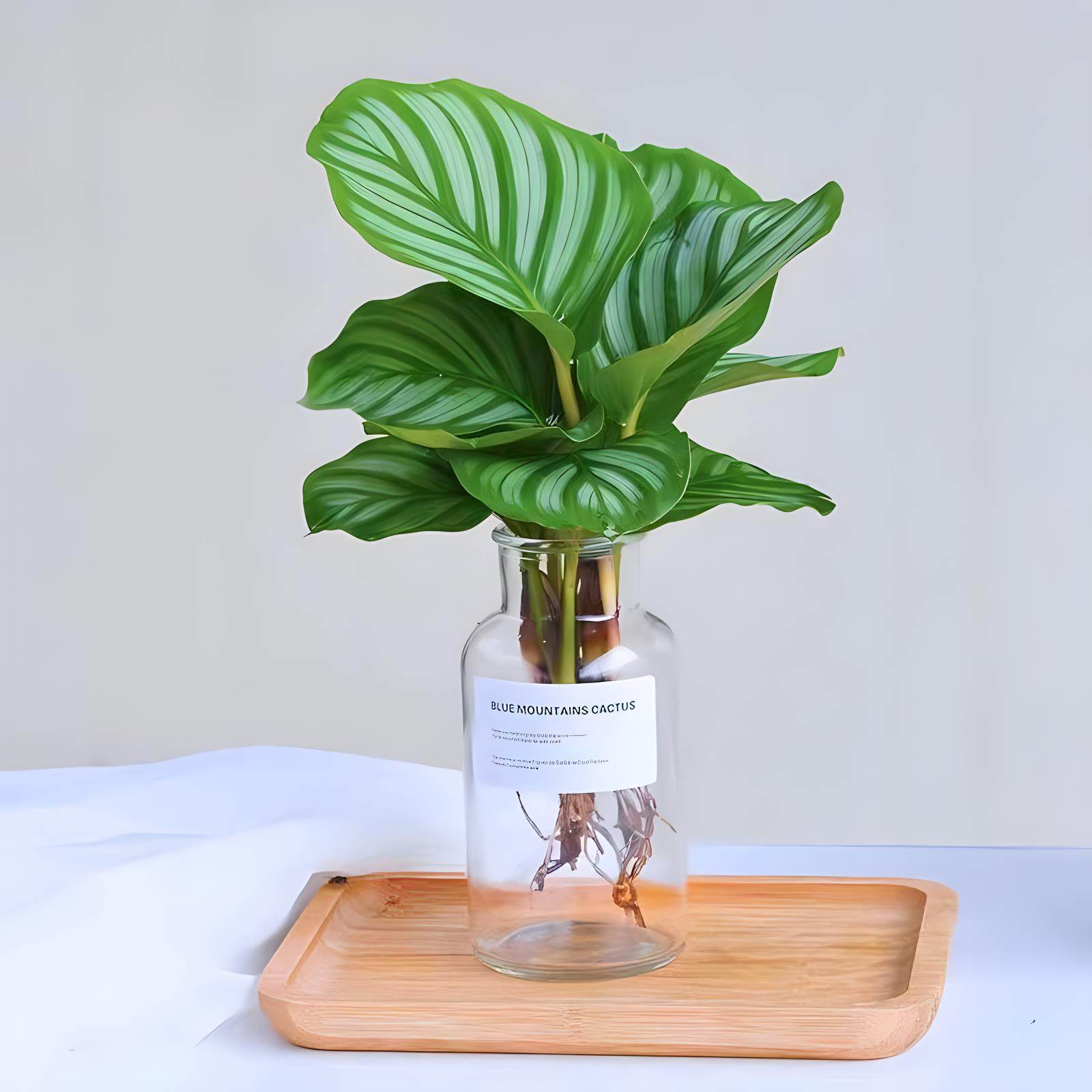 青苹果翠叶孔雀竹芋绿植盆栽四季常青室内办公桌好养喜阴净化空气,淘宝优惠券,粉丝福利购,淘宝优惠卷