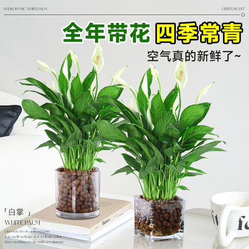 白掌一帆风顺盆栽水培植物办公室内好养花卉绿植绿萝箩喜阴四季青 - 图1