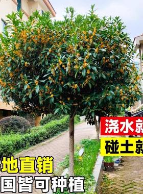 桂花树苗四季桂盆栽可食用开花不断室内阳台庭院浓香型花卉植物