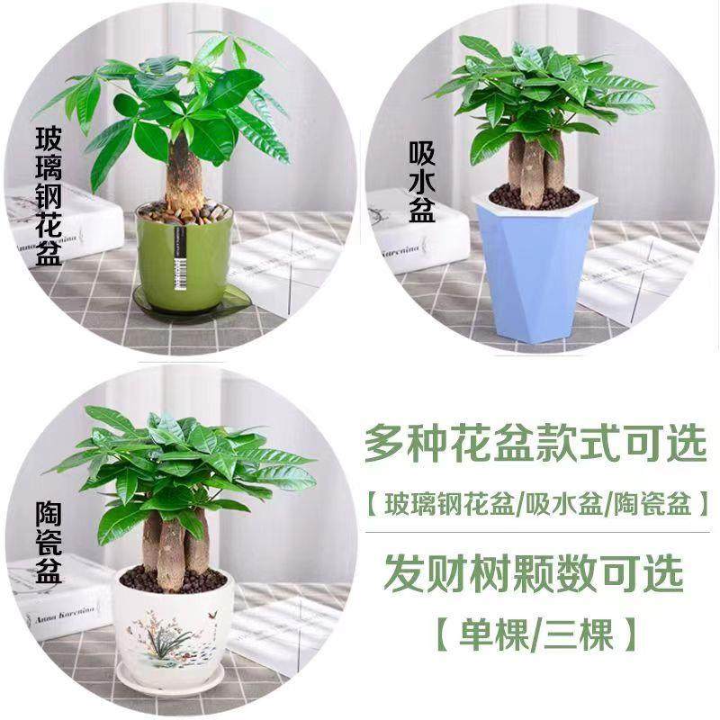 发财树盆栽办公室内桌面小盆景大发财树苗四季好养活招财花卉绿植,淘宝优惠券,粉丝福利购,淘宝优惠卷