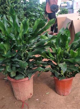 大型螺纹铁植物花卉盆栽客厅办公室室内阳台四季常青绿植