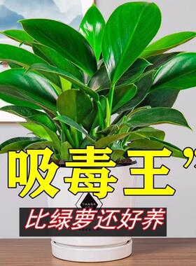 金钻盆栽绿公主铂金钻绿萝箩水培大叶绿植办公室内懒人好养花卉