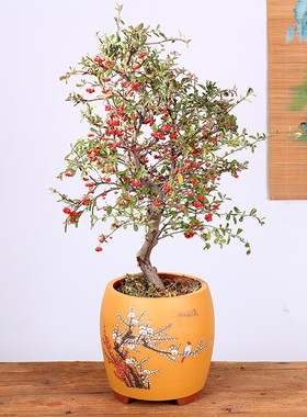火棘树盆栽吉祥果喜庆果满堂红火棘树桩观花观果盆景红红火火绿植