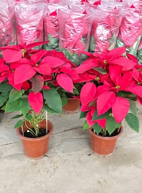 圣诞万年花室内红花卉红好养鲜花一品红桌面摆件盆栽吉利绿植客厅