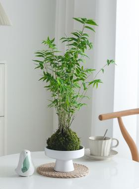 米竹苔藓球水培植物室内富贵竹桌面客厅懒人好养绿植盆栽净化空气