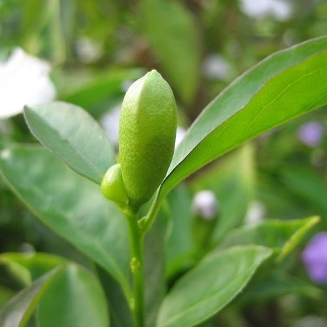 茉莉花盆栽双色茉莉花苗鸳鸯茉莉花茉莉开双色盆栽芳香花卉白茉莉-图0