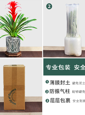 鸿运当头盆栽带花小红星办公室开红花好养花卉红掌凤梨易成活绿植