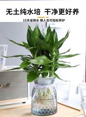 观音竹富贵竹水培植物花卉绿植绿萝室内盆栽转运竹子水养带根好养