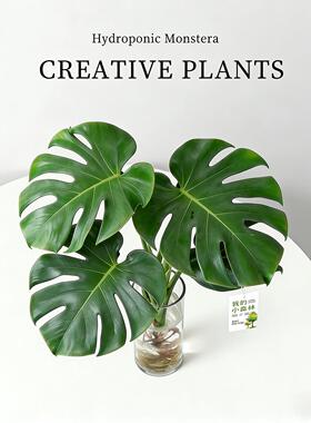 龟背竹水培植物四季绿植室内水养盆栽客厅办公室桌面大叶老桩竹子