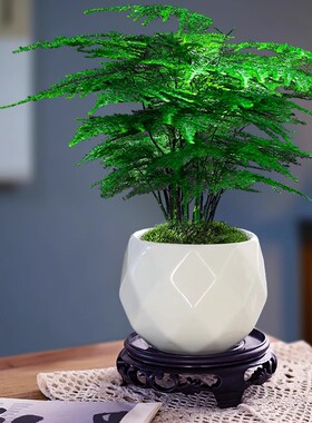 文竹盆栽植物室内客厅盆景禅意四季常青绿植办公室净化空气好养活