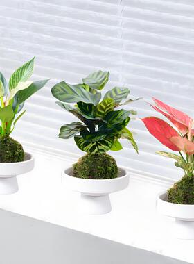 苔藓球水培植物桌面小盆栽办公室内绿植净化空气吸甲醛懒人好养活