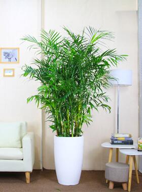 夏威夷竹子盆栽凤尾竹散尾葵室内客厅大型绿植盆景植物椰子树