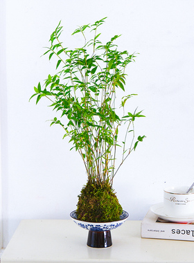 中式米竹苔藓球｜室内茶桌禅意造型净化空气观赏植物桌面水养竹子