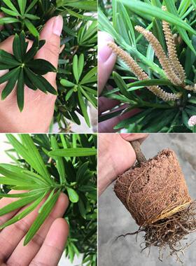 罗汉松名贵大树盆景树桩老桩树苗盆栽造型树大型室外别墅庭院小苗