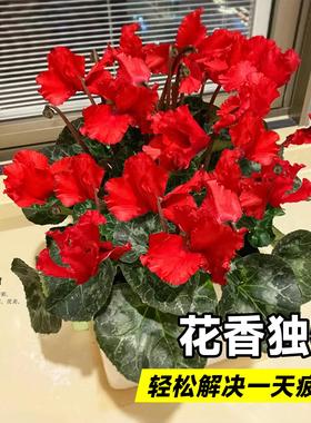仙客来盆栽花苗兔耳花好养大花阳台室内开花花卉蝶衣花年宵花绿植