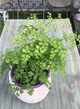绿植花卉耐阴水培 铁线蕨盆栽铁丝草多年生常绿草本观叶绿植带土