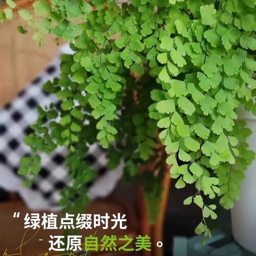 铁线蕨绿植盆栽客厅吸甲醛绿植凤尾蕨铁丝草室内耐阴狼尾蕨类植物 - 图0