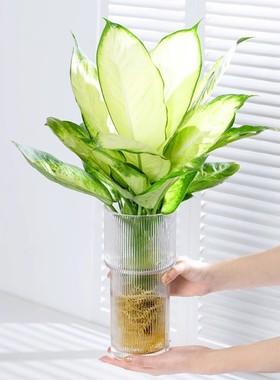 玛丽安水培植物盆栽万年青富贵竹室内绿植好养植物客厅净化空气花