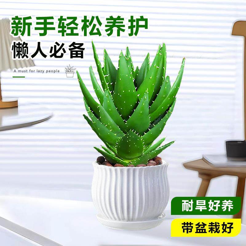 芦荟盆栽大盆室内净化空气绿植办公仙人掌多肉植物四季好养活花卉,淘宝优惠券,粉丝福利购,淘宝优惠卷