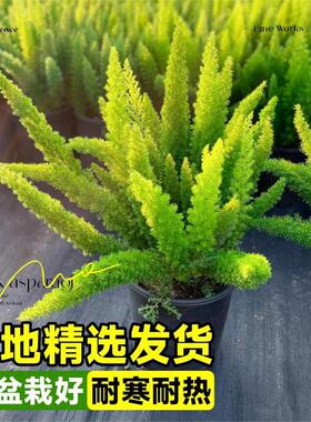 狐尾天门冬盆栽大苗阳台庭院室内外四季常青耐热九尾狐真花卉植物