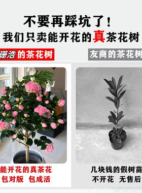 带花香妃茶花盆栽浓香型山茶花树苗室内庭院花卉植物季好养