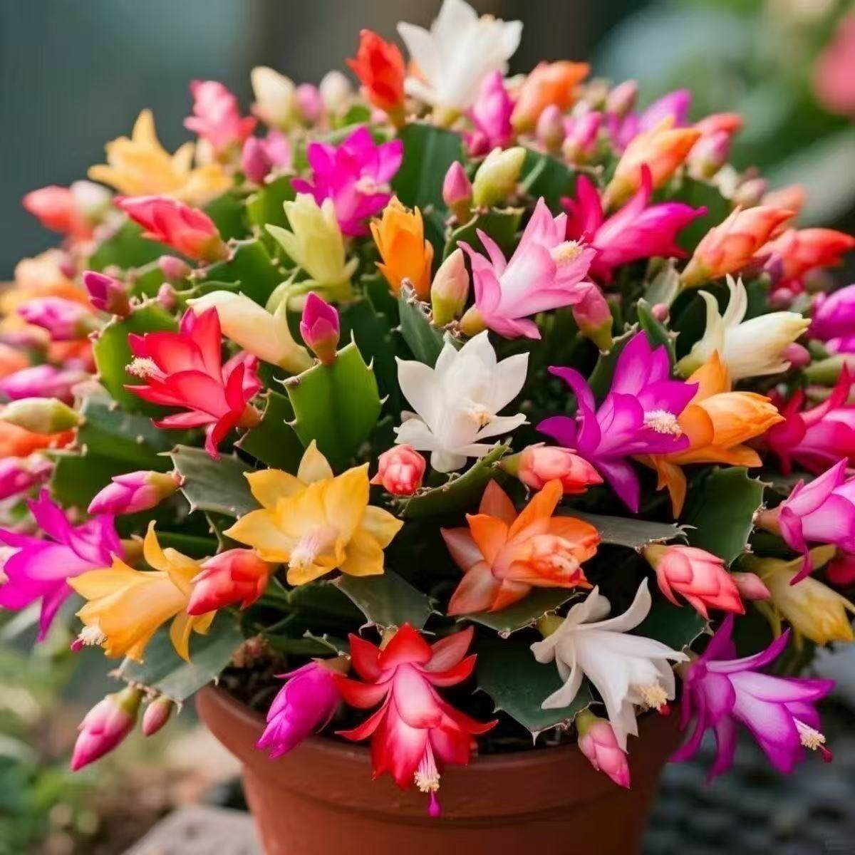 蟹爪兰盆栽带花苞多色花苗四季绿植花卉植物室内螃蟹爪莲开花好养,淘宝优惠券,粉丝福利购,淘宝优惠卷