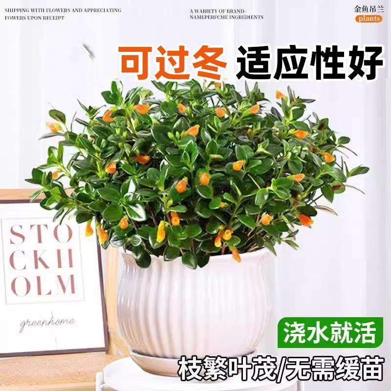 新品金鱼吊兰盆栽带花苞室内阳台秋冬好养活四季耐寒开花卉绿植物,淘宝优惠券,粉丝福利购,淘宝优惠卷