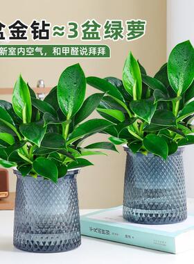 金钻盆栽绿萝箩室内植物花卉水培绿植办公室桌面多肉净化清新空气