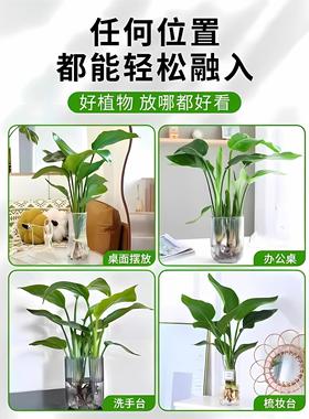 水培植物天堂鸟绿植盆栽花卉植物室内客厅无土水培龟背竹四季常绿