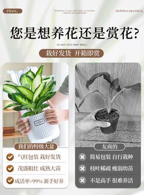 特级万年青盆栽室内耐阴绿植办公室客厅四季常绿净化空气好养易活