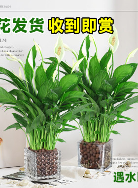 白掌一帆风顺盆栽带花水培植物室内红掌四季开花适合懒人花卉绿植