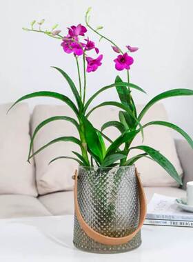 水培植物香水石斛兰盆栽室内净化空气四季开花绿植蝴蝶兰秋石斛兰