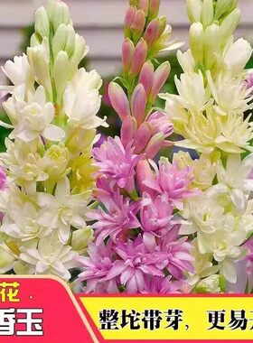 浓香型晚香玉重瓣种球多年生庭院阳台室内花卉盆栽耐寒耐热花种子