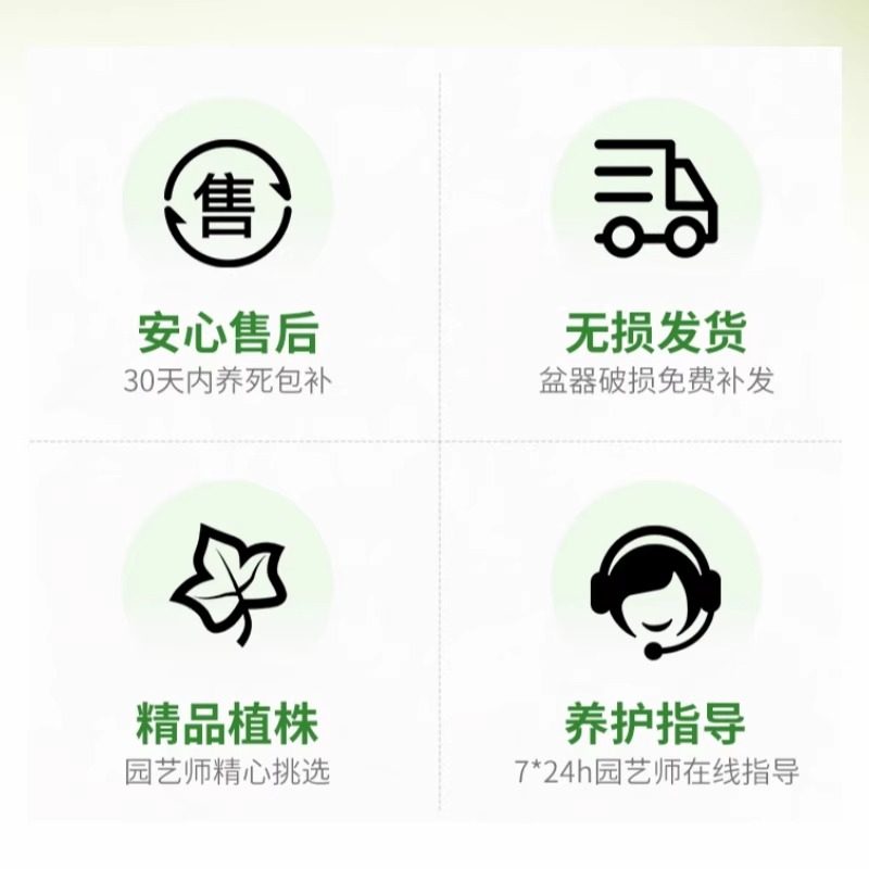 金边吊兰垂吊植物四季好养活绿植室内盆栽客厅阳台吊篮好养花卉,淘宝优惠券,粉丝福利购,淘宝优惠卷