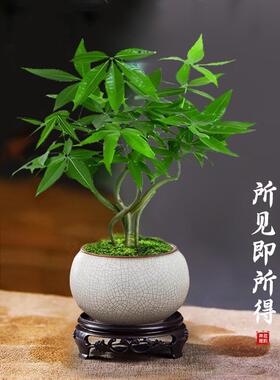 2025新款发财树小盆栽客厅办公室开业送礼招财盆景五福新中式绿植
