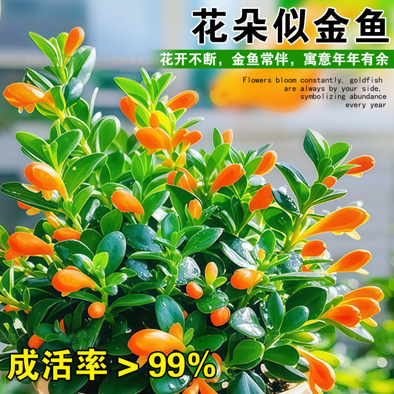 金鱼吊兰盆栽带花苞室内花卉绿植办公室桌面旺宅植物盆景四季好养,淘宝优惠券,粉丝福利购,淘宝优惠卷