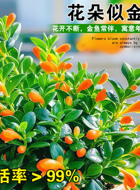 金鱼吊兰盆栽带花苞室内花卉绿植办公室桌面旺宅植物盆景四季好养