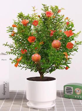 石榴花盆栽带花观赏果树苗室内客厅盆景四季开花庭院植物花卉好养