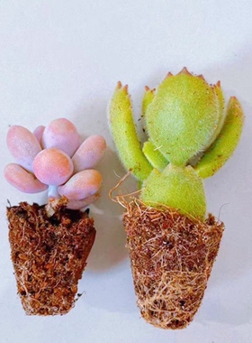 多肉植物 桃蛋 吸财树 钱串 熊童子 新手套餐 室内桌面易成活绿植