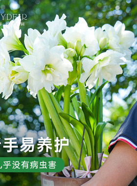 朱顶红种球重瓣阿弗雷进口开花球花卉植物室内花