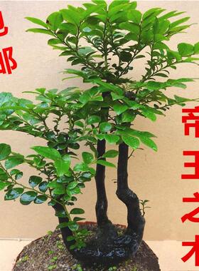 名贵小叶紫檀盆景树桩客厅植物室内花卉绿植树苗四季常青盆栽