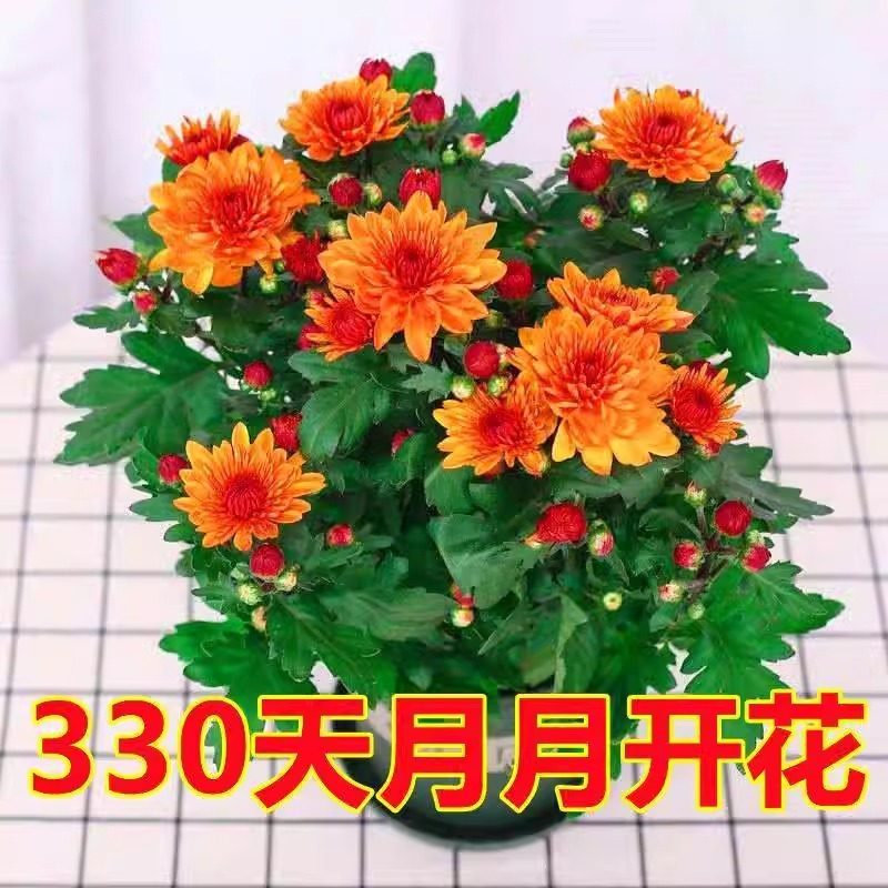 四季开花荷兰菊进口菊花苗耐寒易活四季开花盆栽室内外阳台绿植物,淘宝优惠券,粉丝福利购,淘宝优惠卷