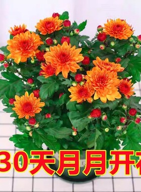 四季开花荷兰菊进口菊花苗耐寒易活四季开花盆栽室内外阳台绿植物
