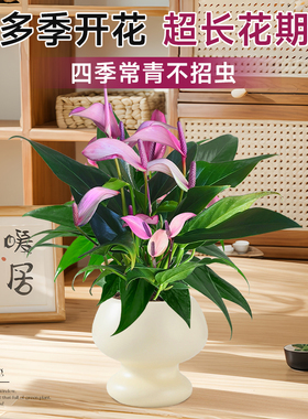 香妃齐祖紫掌盆栽带花白掌一帆风顺水培植物小叶红掌室内花卉绿植